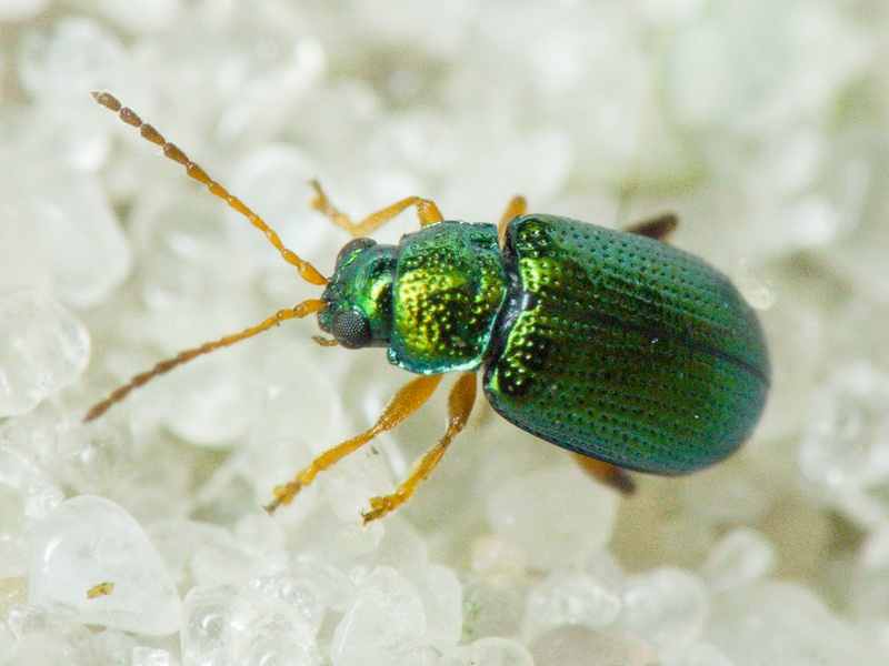 Crepidodera fulvicornis (Fabricius, 1792)